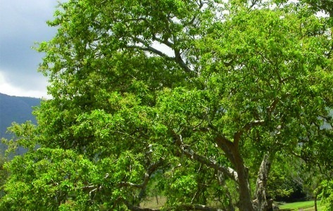 Image Nous plantons des Arbres en Guise de remerciement !